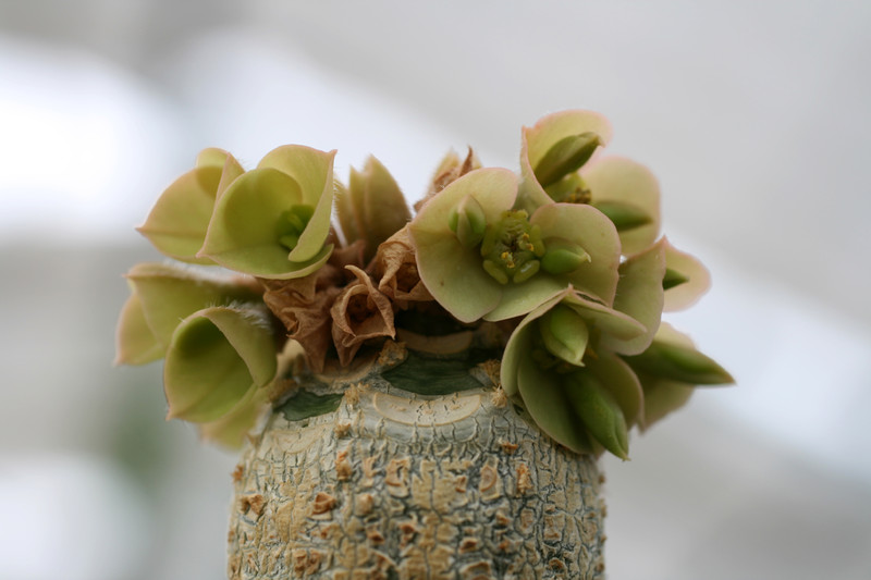 euphorbia ankarensis 1911