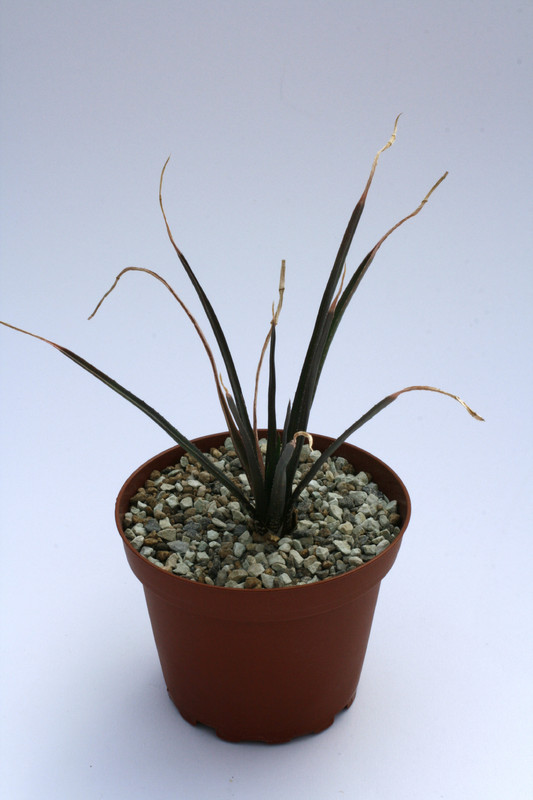 aloe myriacantha 8095