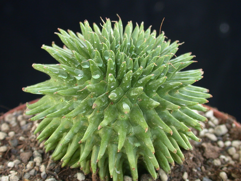 euphorbia suzannae 01