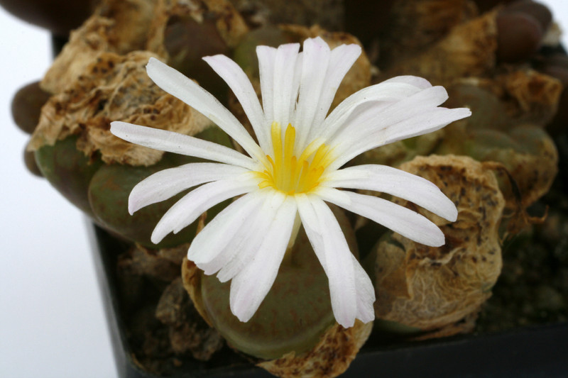 conophytum pellucidum pardicolor tweekfontein 0904