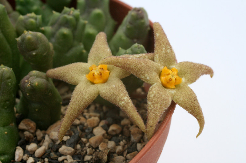 piaranthus geminatus 0815