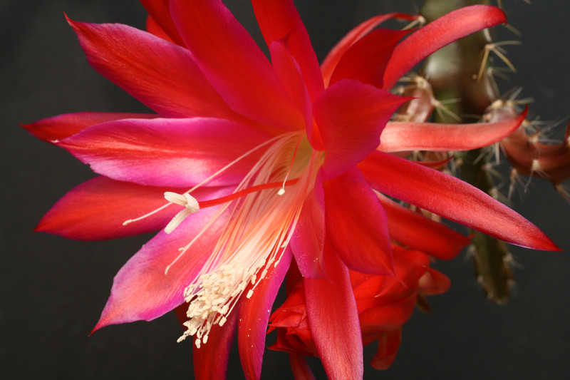 aporocactus lucifer paetz 0274