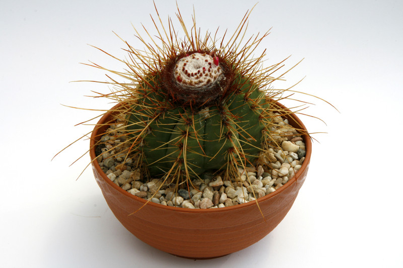 melocactus ernestii 0621