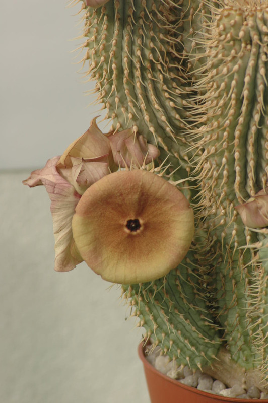 hoodia sp 6