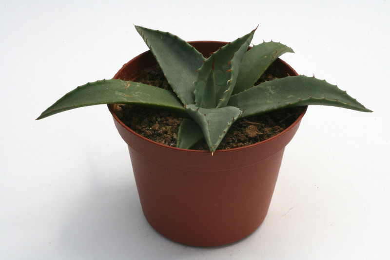 agave neomexicana 0159