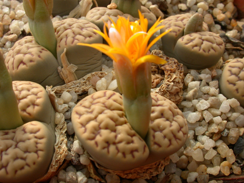 lithops bromfieldii mennellii 02