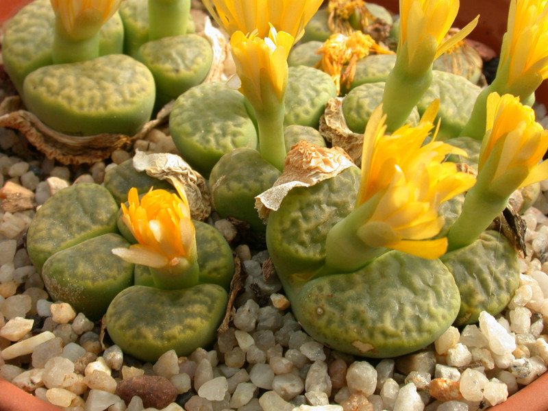 lithops bromfieldii insularis sulphurea c362 04