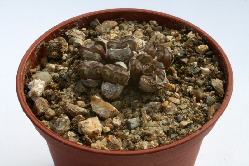 conophytum obcordellum rolfii rr1003 2885