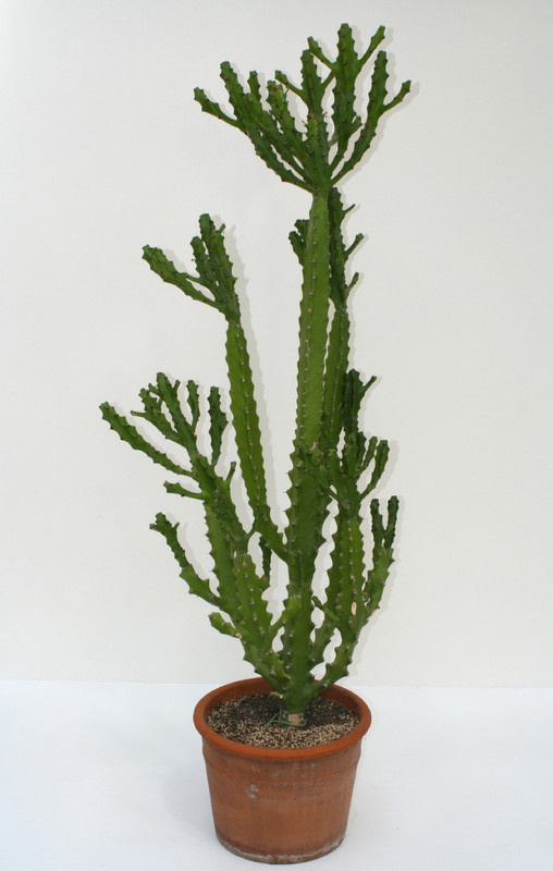 euphorbia mayuranthanii 3774