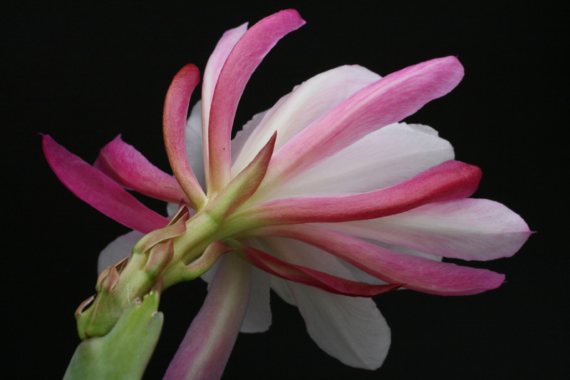 eh rhodos 8765 2678