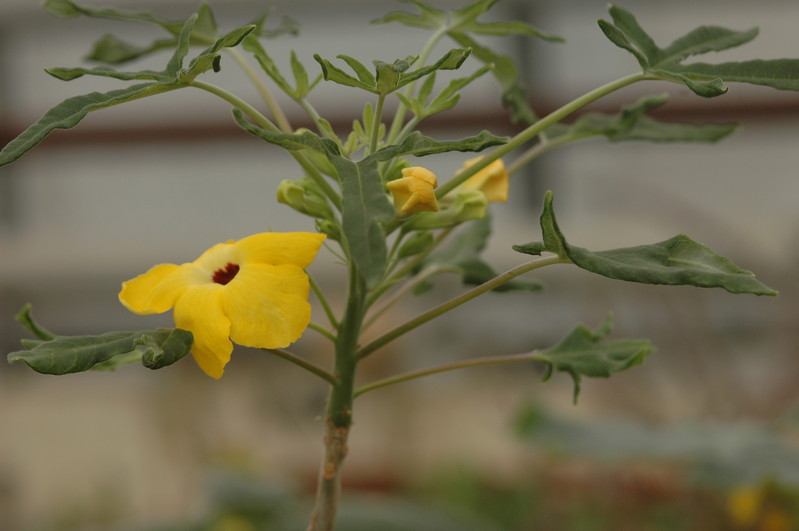 uncarina decaryi 1106
