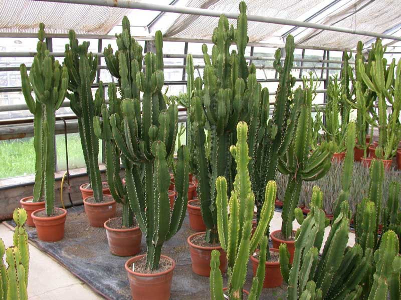 euphorbia ingens
