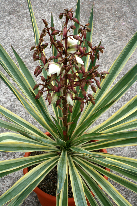 yucca gloriosa variegata 8904