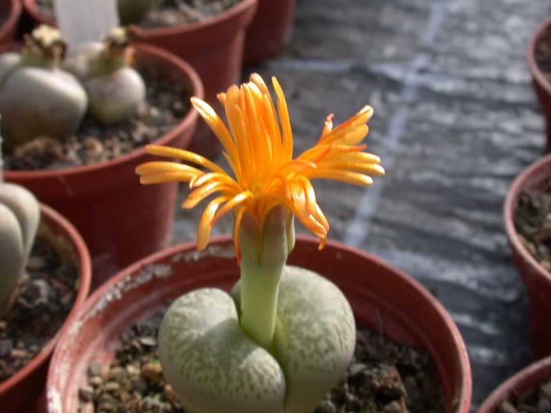 lithops francisii02