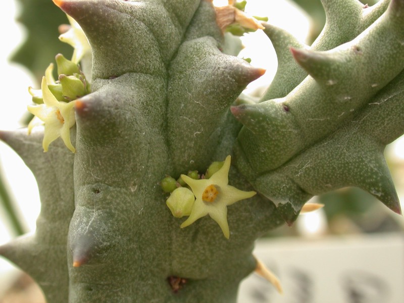 quaqua marlothii pvb6182 matjesfontain 03