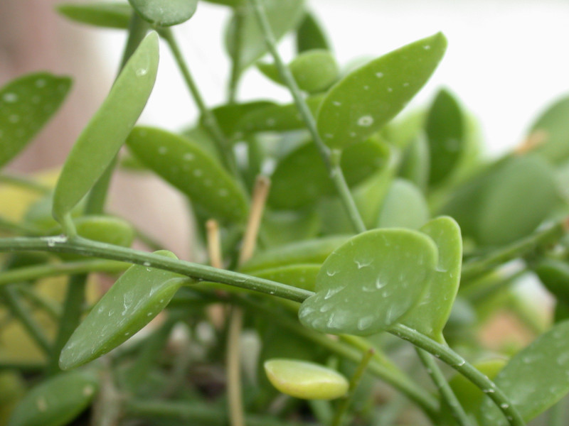 xerosicyos decaryi 01