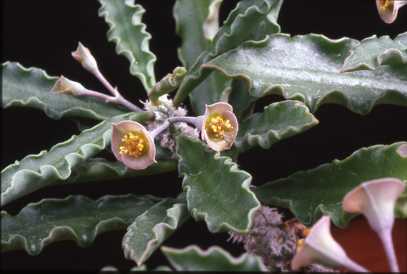 euphorbia cap saintmariensis