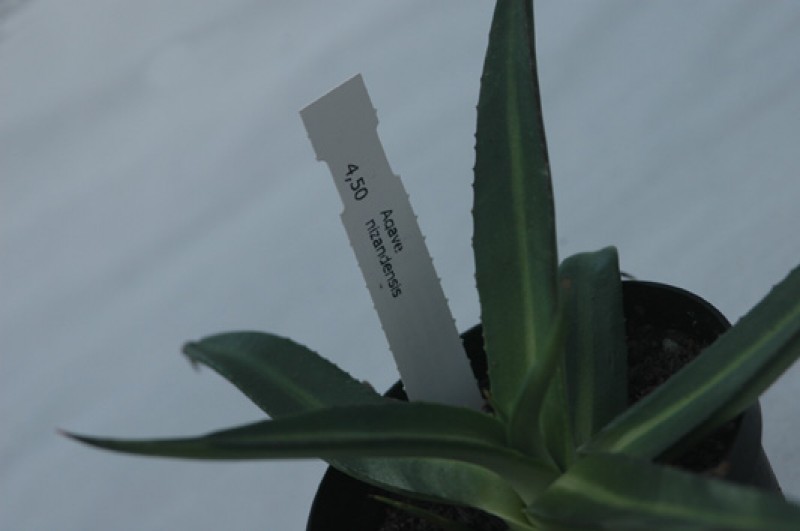 agave nizandensis 4