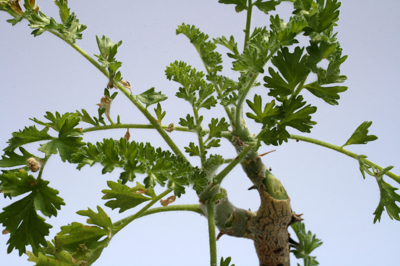 pelargonium alternans 8085
