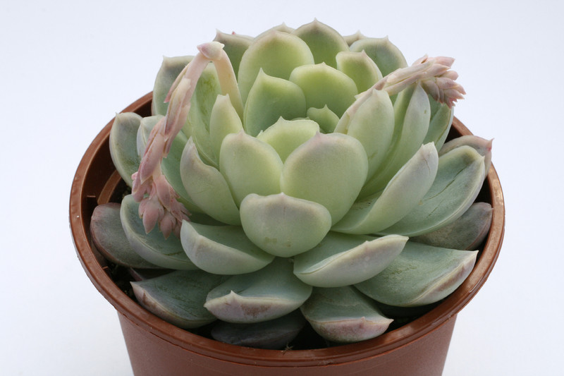 echeveria aff chihuahuensis 7940