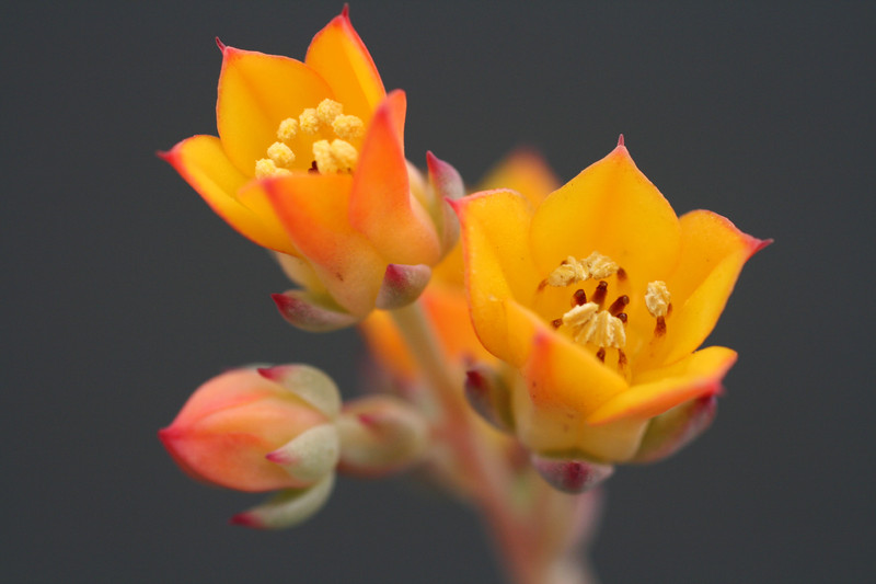 echeveria derenbergii 0240