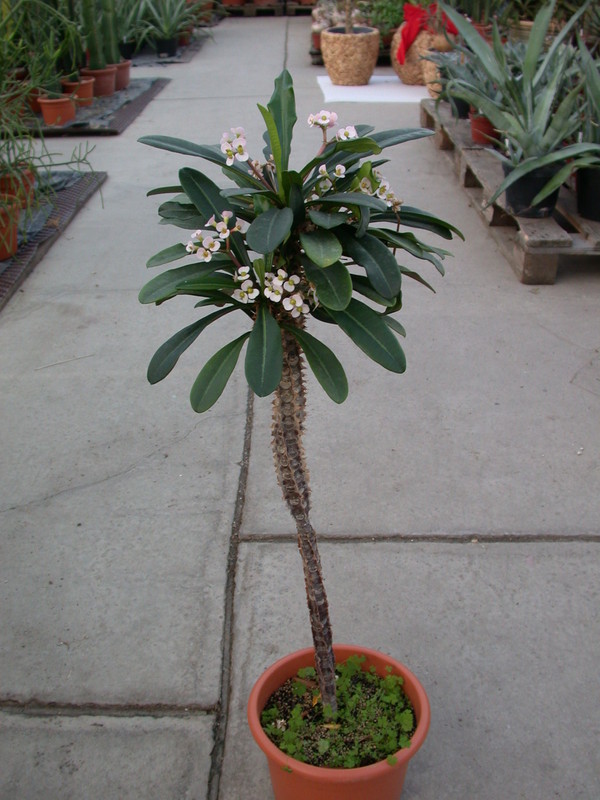 euphorbia lophogona 1304