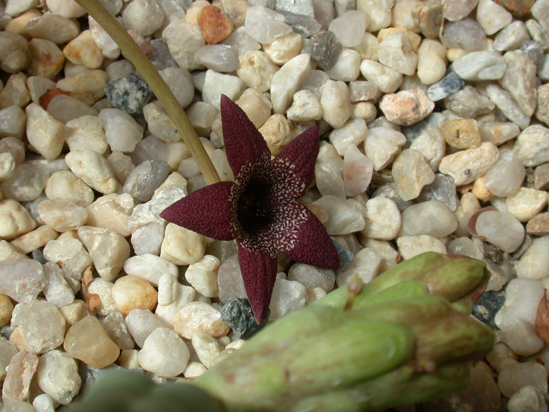 tromotriche aperta 02