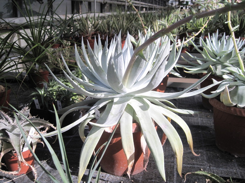 dudleya brittonii 6057