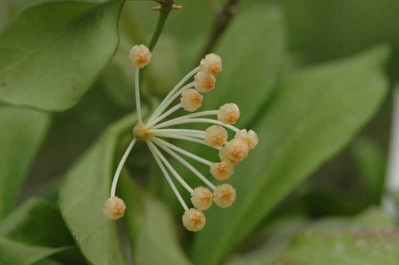 hoya obscura 03