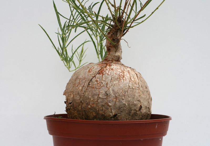 ipomea bolusiana 3495