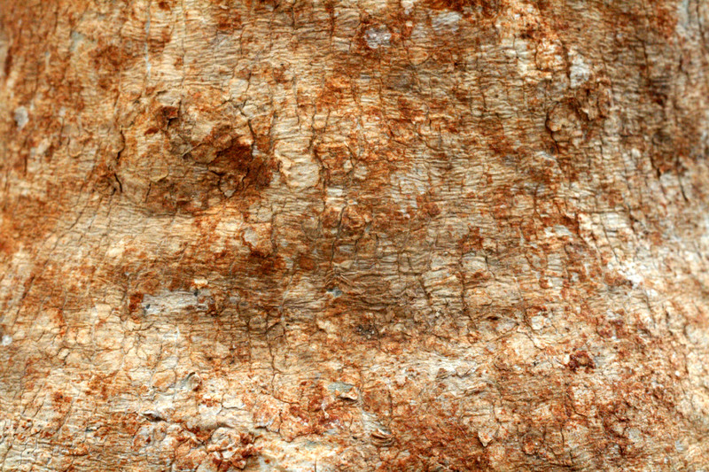 raphionacme longifolia 9667