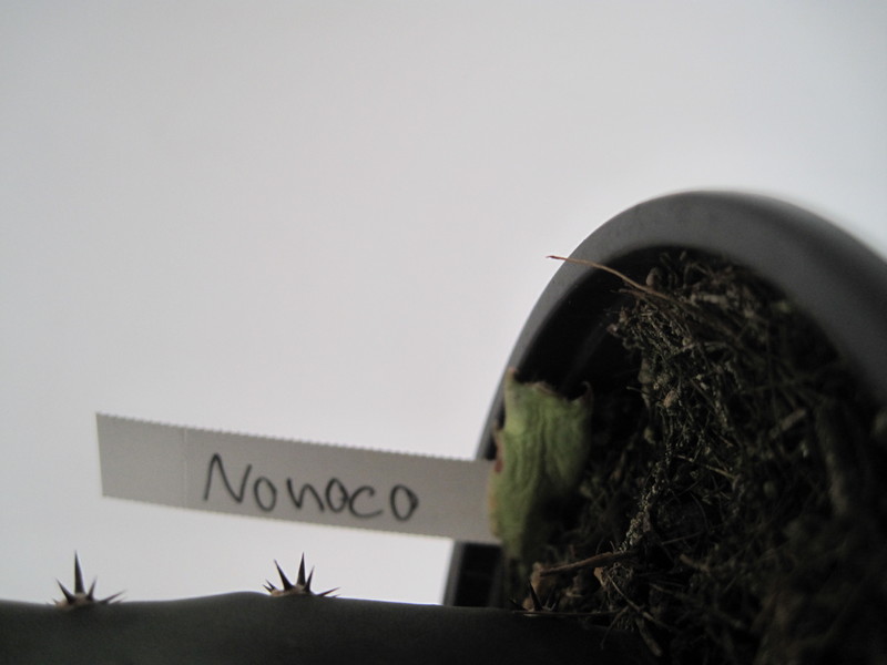 schlumbergera nono co 7765