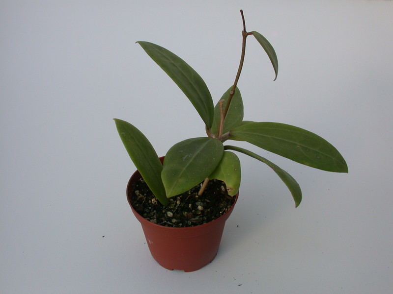 hoya buthanica 1404