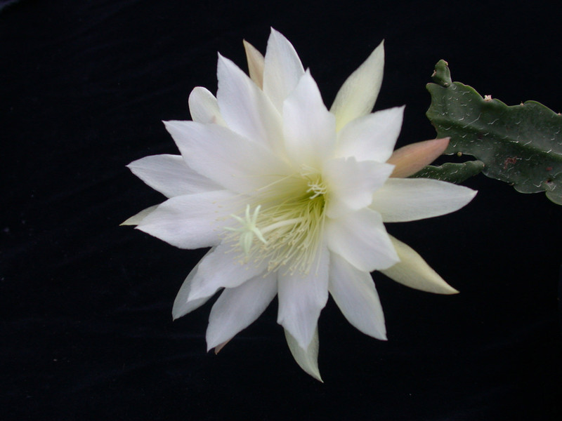 eh snowflake 8960 05