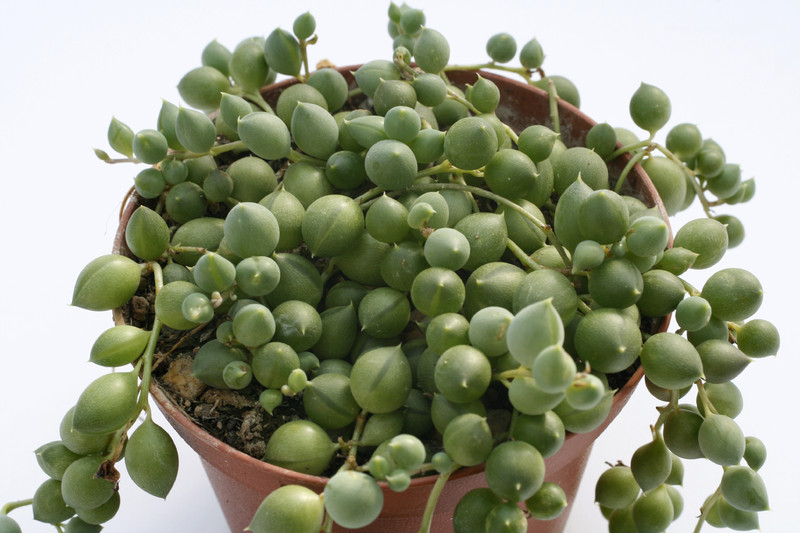 senecio rowleyanus perlenkette 7826