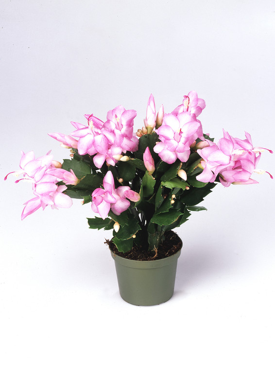 schlumbergera thor pandora 07