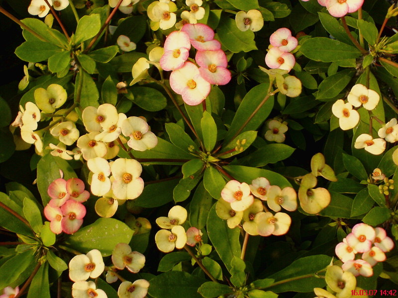 euphorbia millii atlas