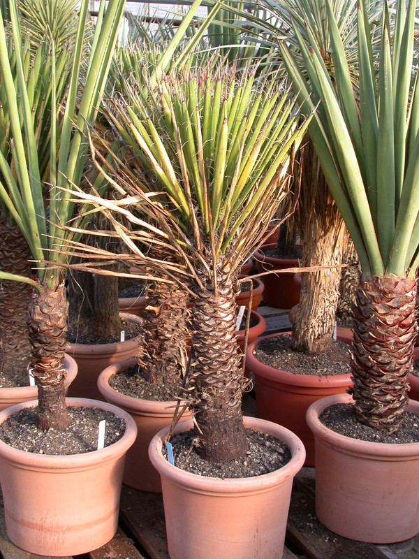 yucca filifera1