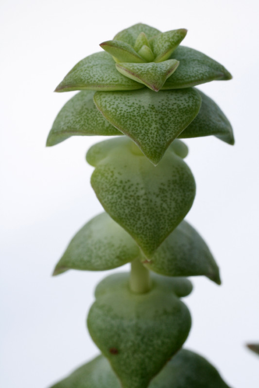 crassula perforata perforata 7171