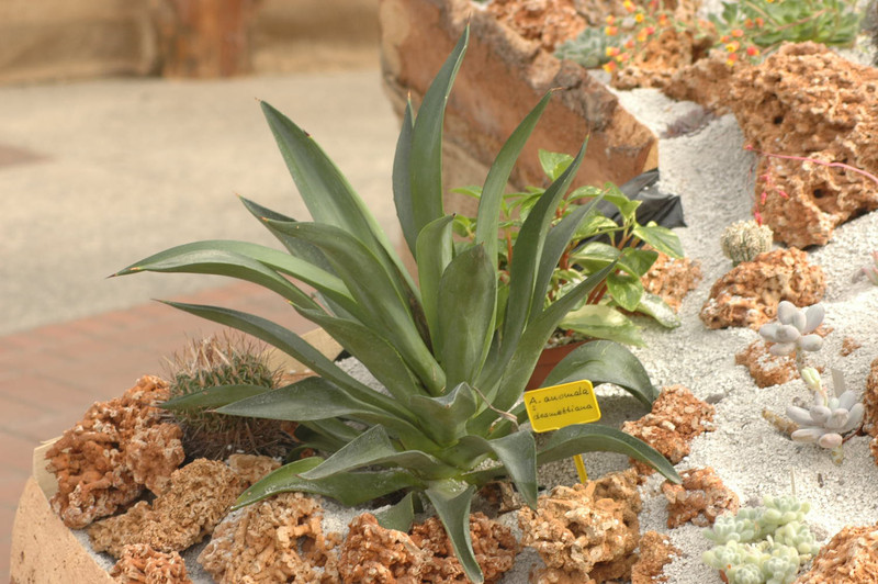 agave anomala desmetiana