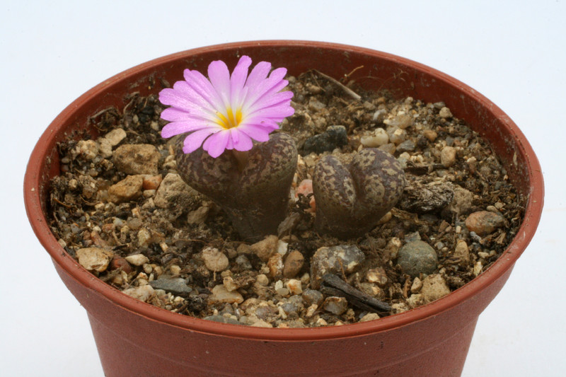 conophytum pellucidum grootberg karkams 2841