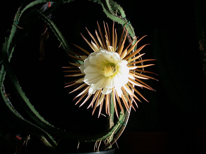 selenicereus grandiflorus 07