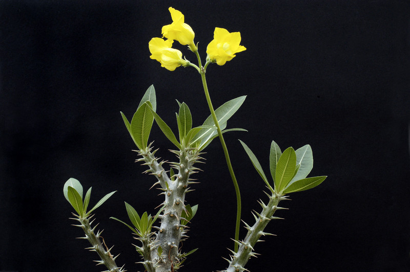 pachypodium horombense 002