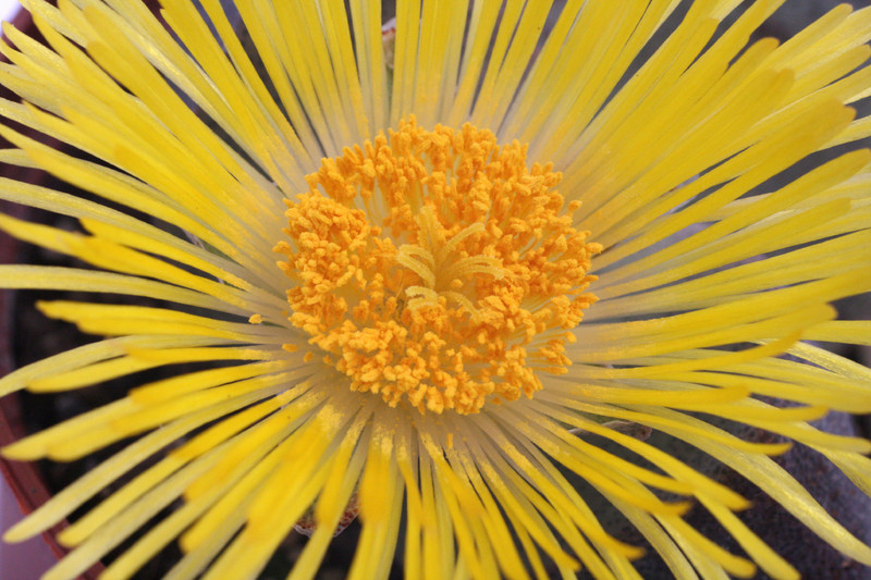 pleiospilos bolusii 4245