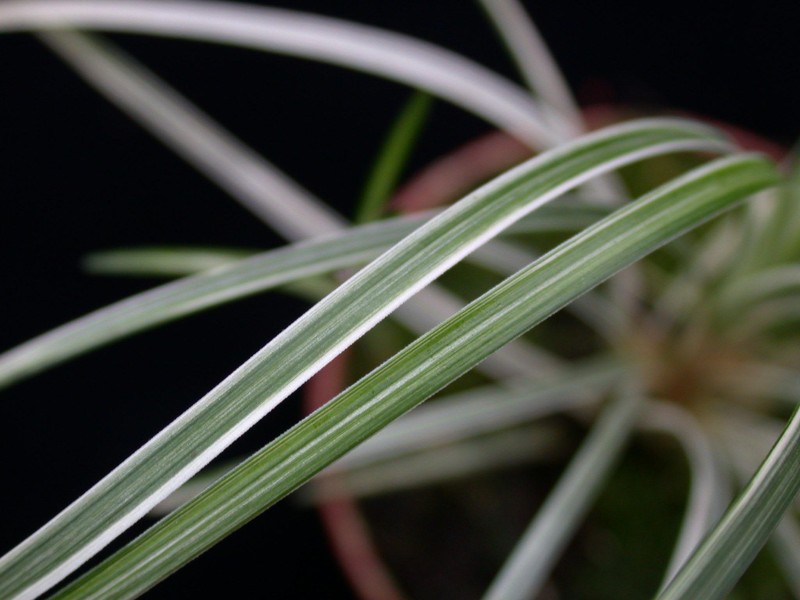 ophiopogon silver mist 02