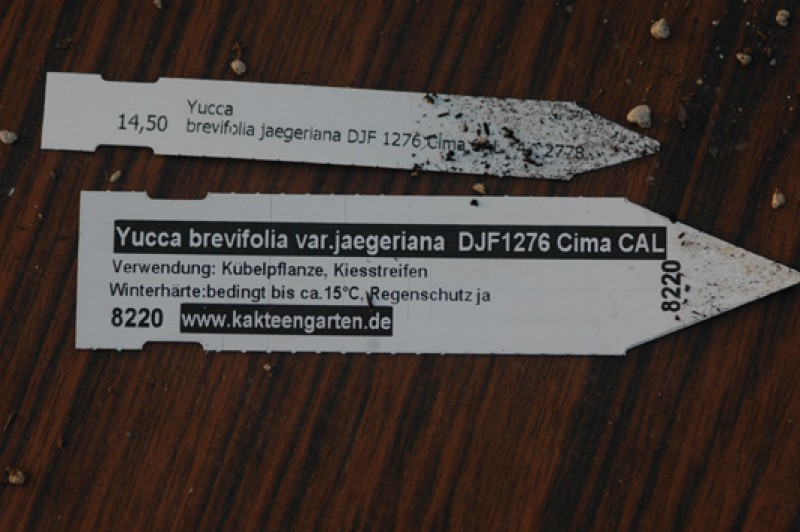 yucca brevifolia jaegerinana djf1276 cima cal 8586