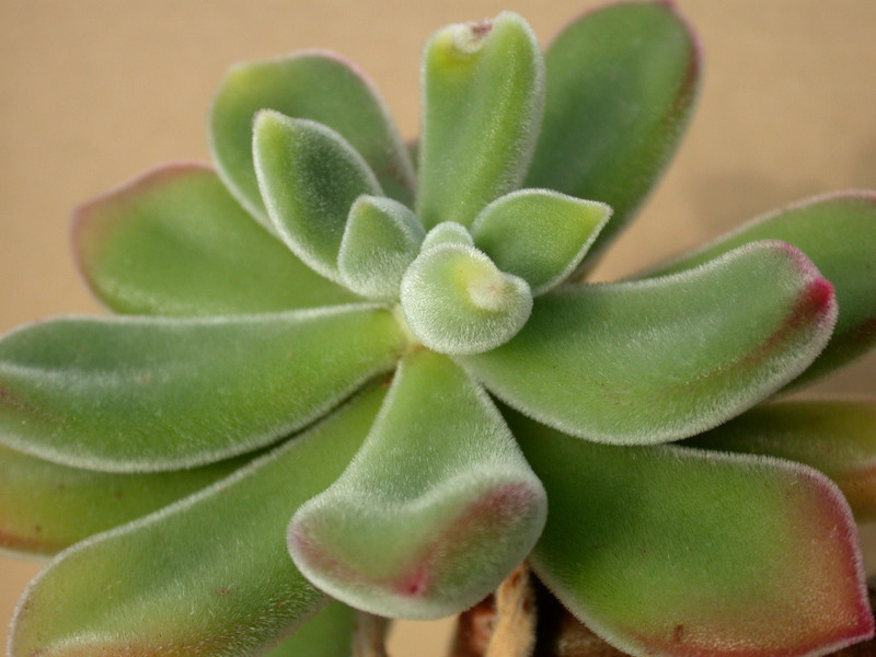 echeveria pulvinata 07