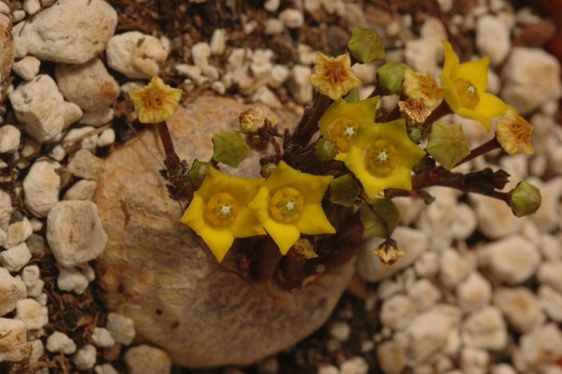 brachystelma caffrum 1421