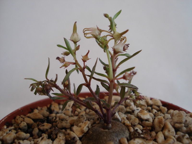 brachystelma angustum 136