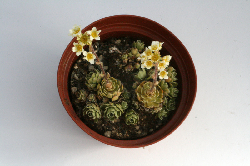 saxifraga paniculata 8540